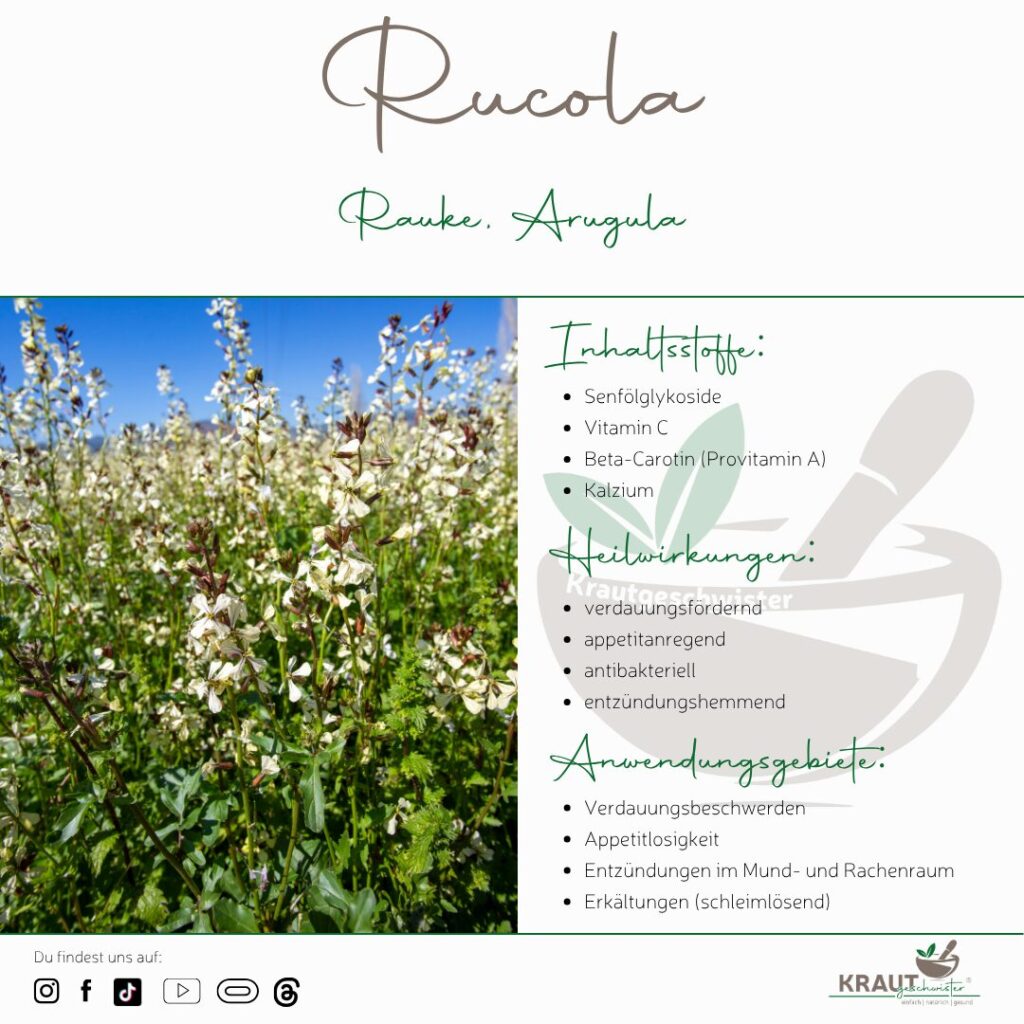 Rucola – Das würzige Wildkraut mit Geschichte, Heilwirkung und Küchenpower