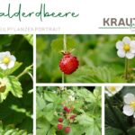 Die Walderdbeere – Kleine Frucht, große Wirkung