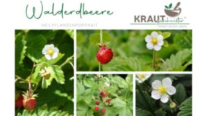 Die Walderdbeere – Kleine Frucht, große Wirkung