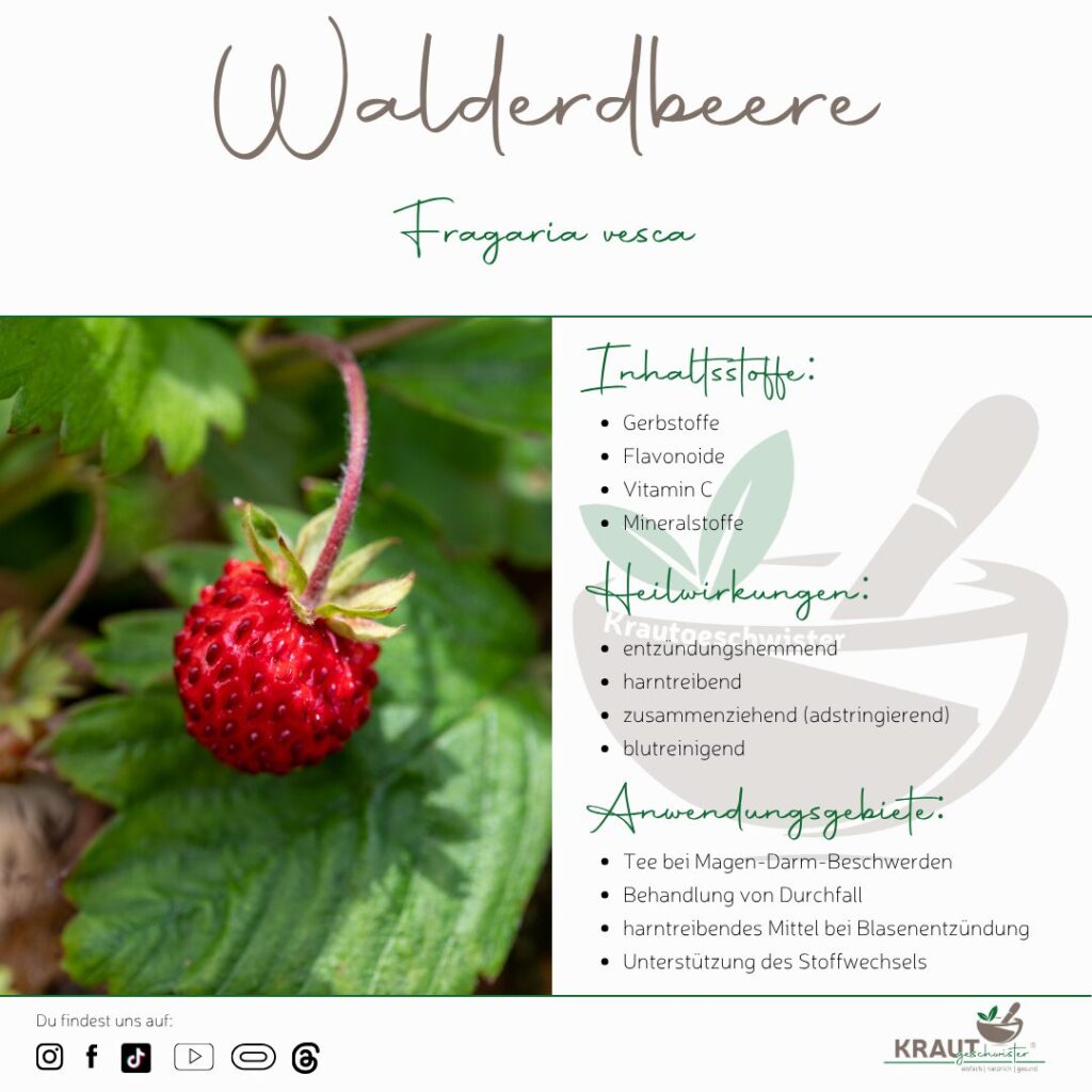 Die Walderdbeere – Kleine Frucht, große Wirkung