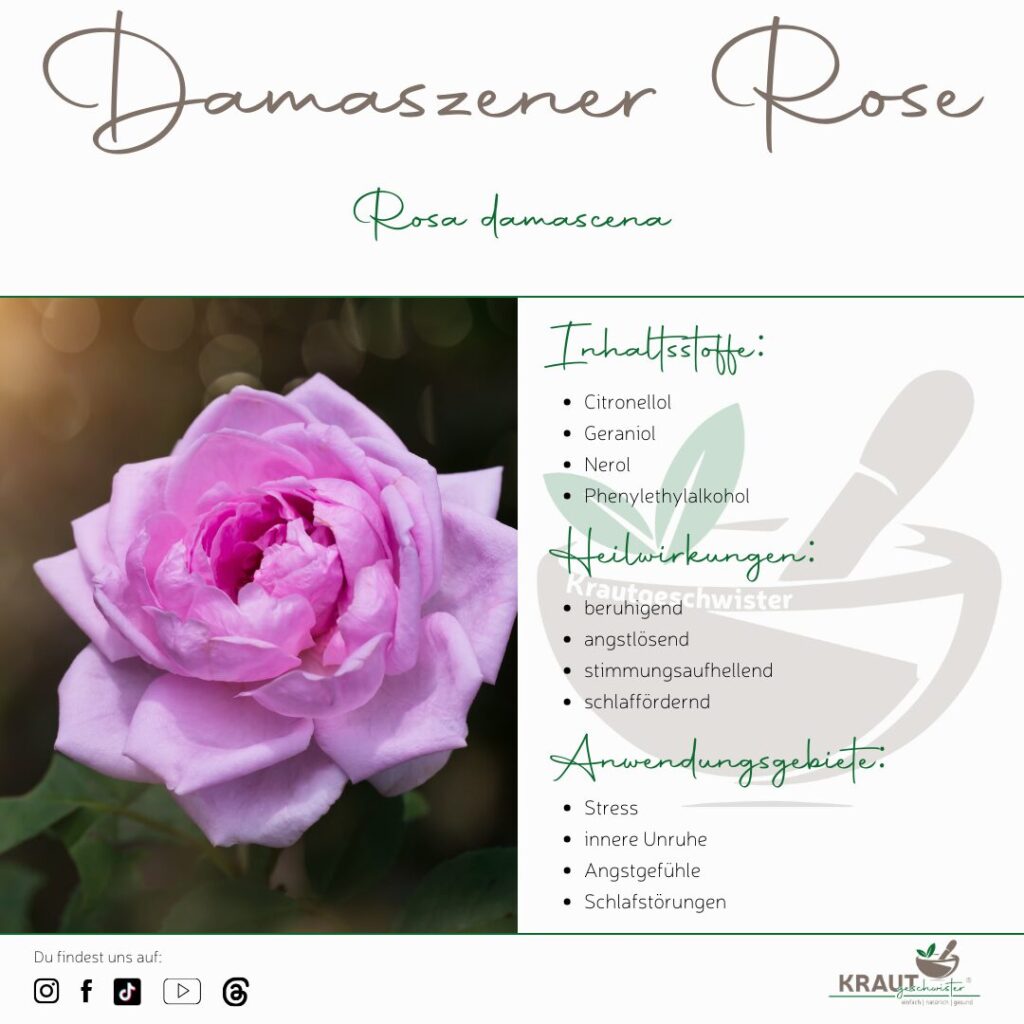 Damaszener Rose, Königin der Pflanzenmedizin