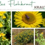 Großes Flohkraut – Heilpflanzenportrait