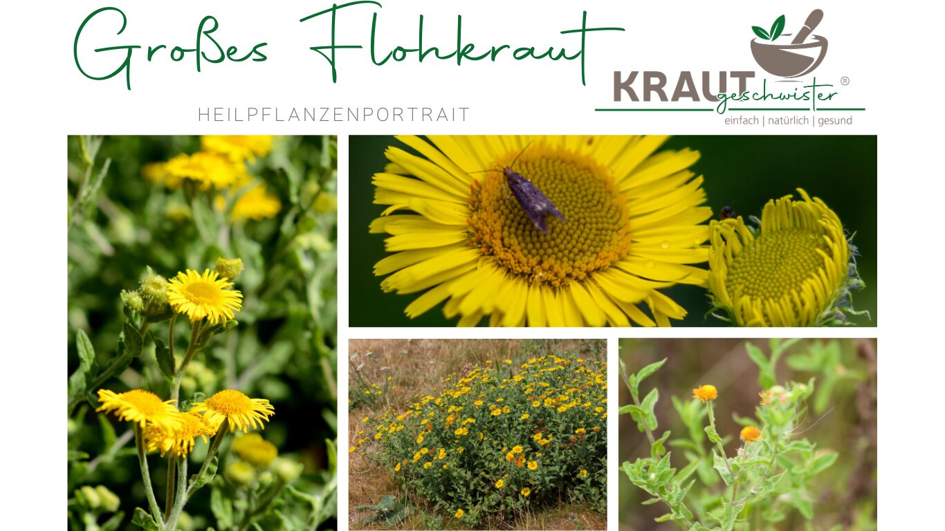 Großes Flohkraut – Heilpflanzenportrait
