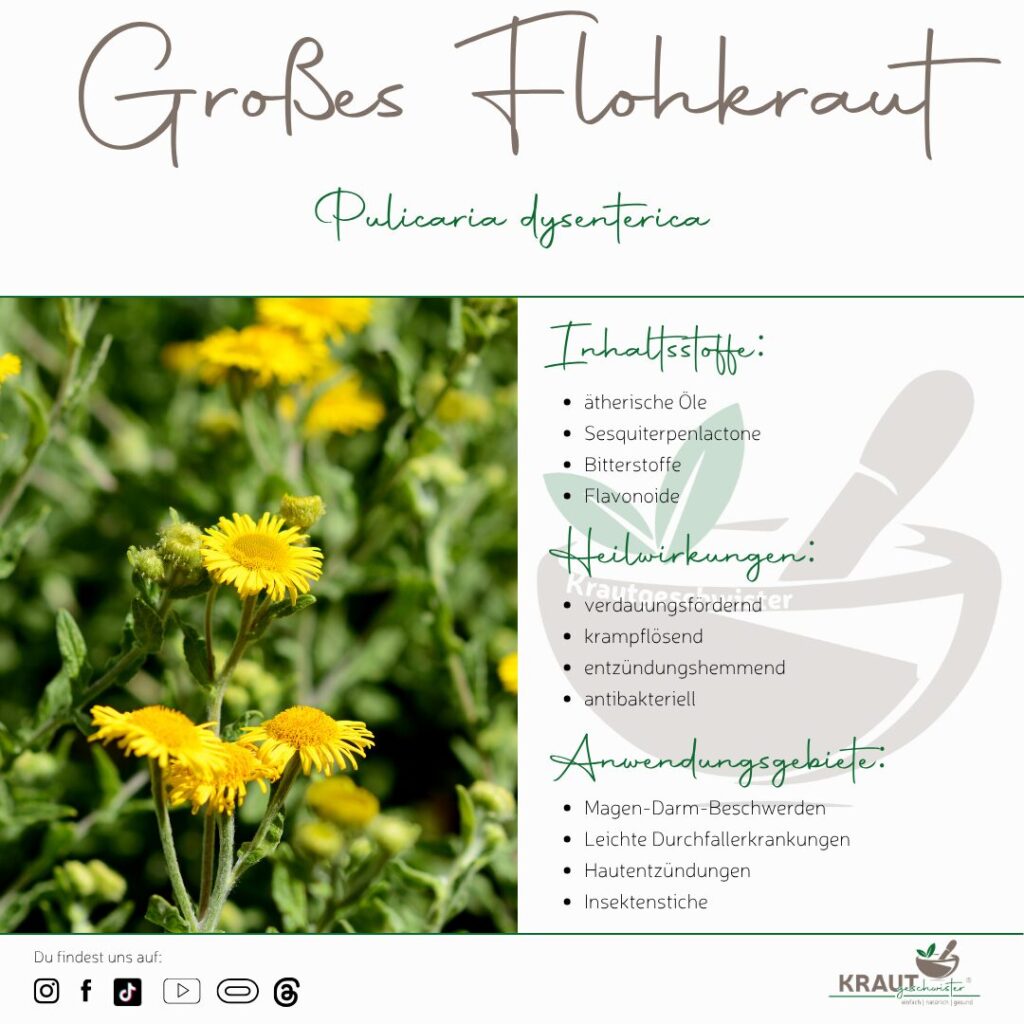 Großes Flohkraut – Heilpflanzenportrait
