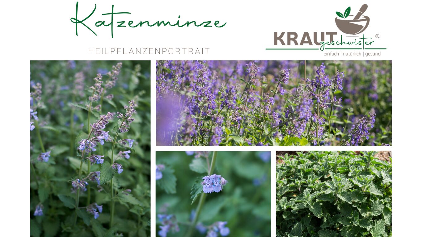Katzenminze – Die sanfte Verführerin für Mensch und Tier 🐾
