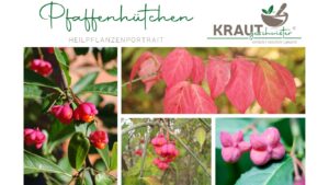 Pfaffenhütchen – Die leuchtende Schönheit mit giftigem Geheimnis