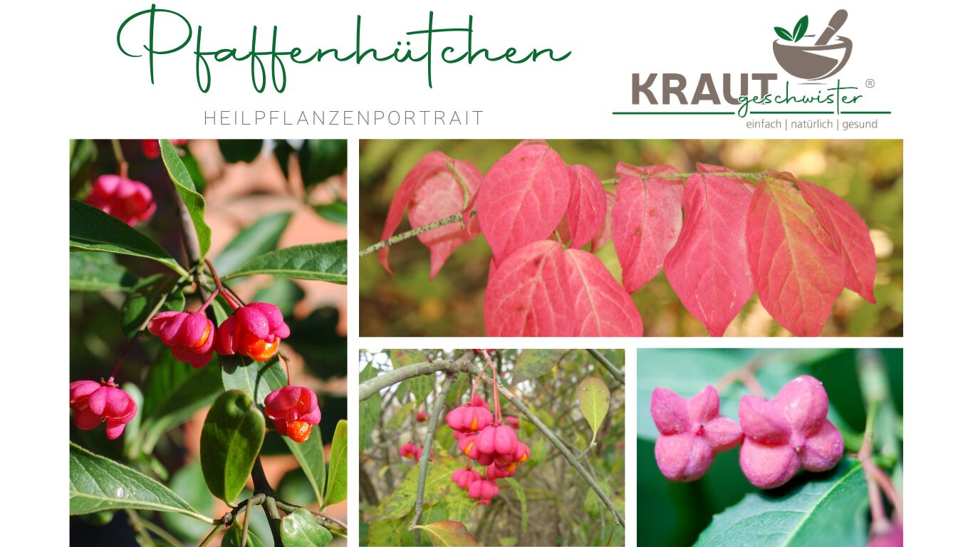 Pfaffenhütchen – Die leuchtende Schönheit mit giftigem Geheimnis
