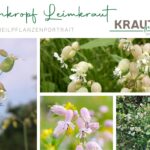 Taubenkropf Leimkraut