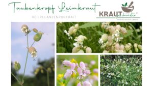 Taubenkropf Leimkraut