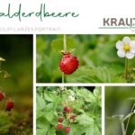 Die Walderdbeere – Kleine Frucht, große Wirkung