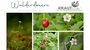 Die Walderdbeere – Kleine Frucht, große Wirkung