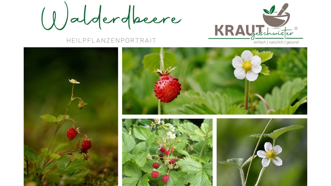 Mehr über den Artikel erfahren Die Walderdbeere – Kleine Frucht, große Wirkung