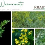 Weinraute – die wilde Kräuterrebellin mit erstaunlicher Kraft