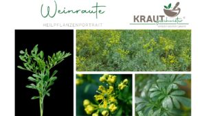 Weinraute – die wilde Kräuterrebellin mit erstaunlicher Kraft