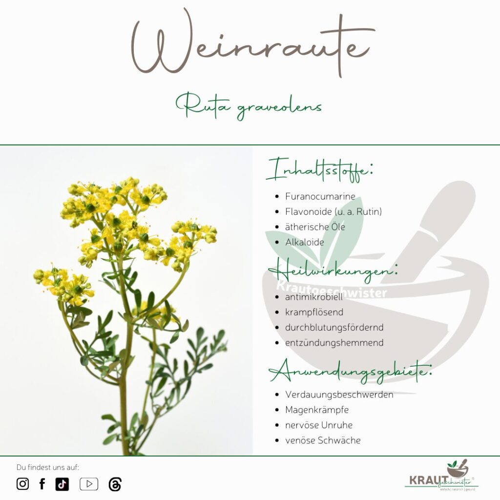 Weinraute &ndash; die wilde Kr&auml;uterrebellin mit erstaunlicher Kraft