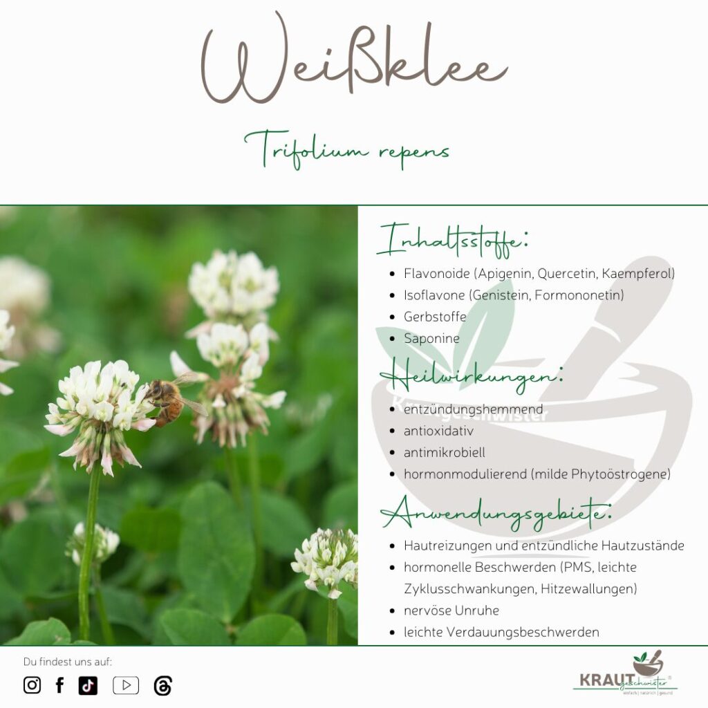 Weißklee – das unterschätzte Power-Kraut voller Wirkungspotenzial