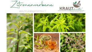 Zitronenverbene &#8211; Heilpflanzenportrait