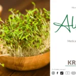 Microgreen-Portrait: Alfalfa