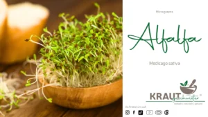 Microgreen-Portrait: Alfalfa