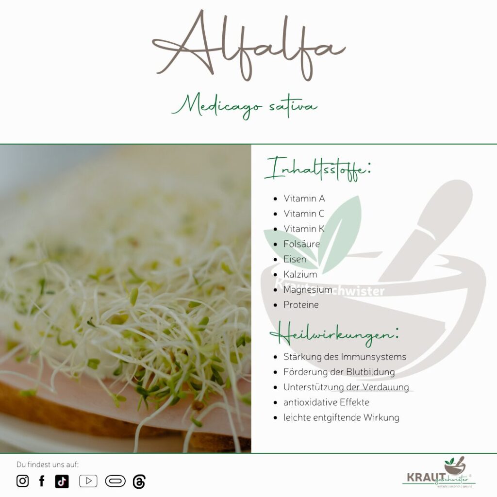 Microgreen-Portrait: Alfalfa