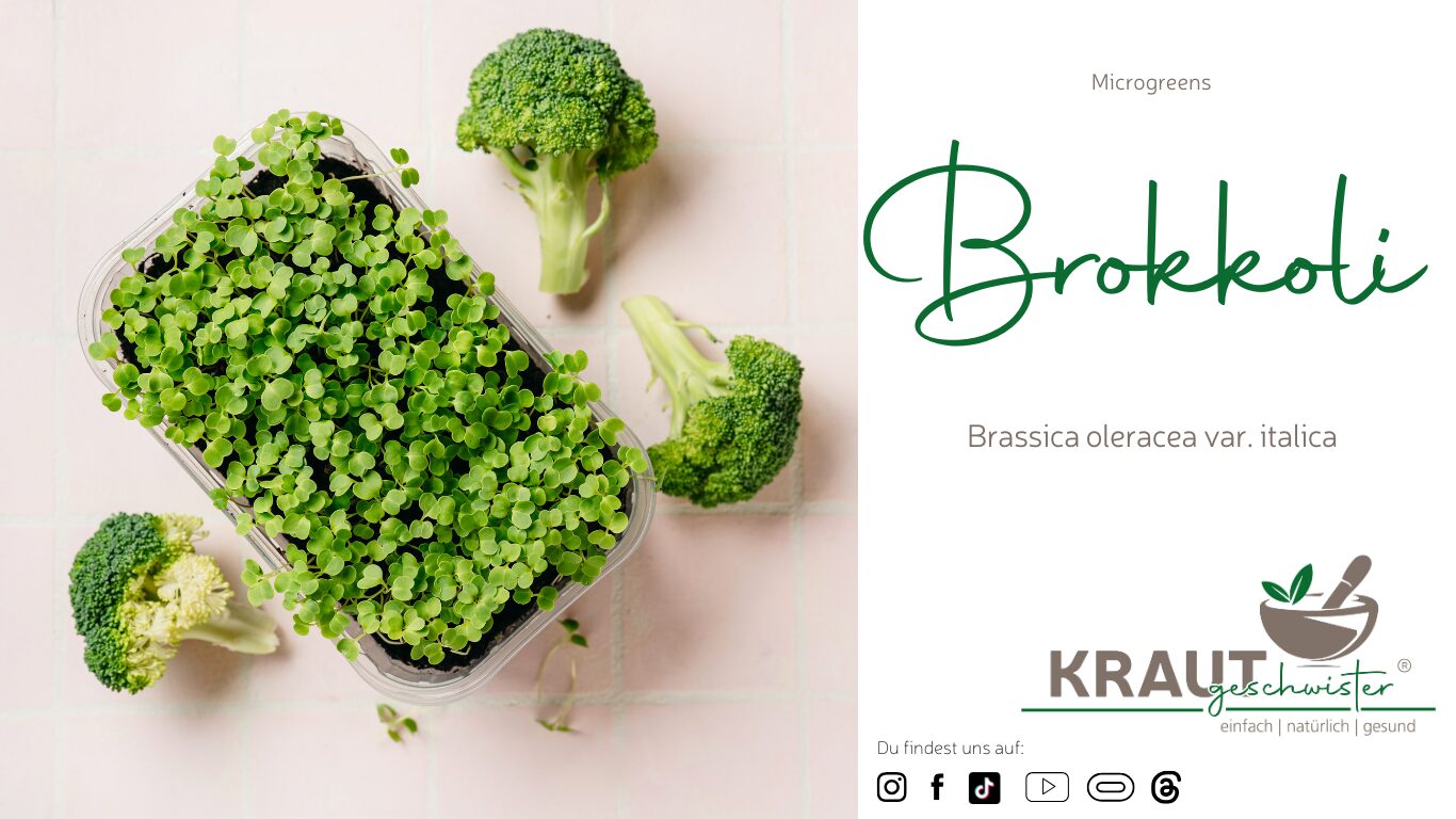 Microgreen-Portrait: Brokkoli