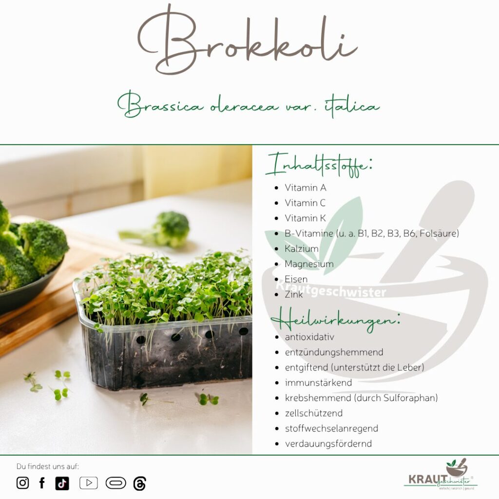 Microgreen-Portrait: Brokkoli
