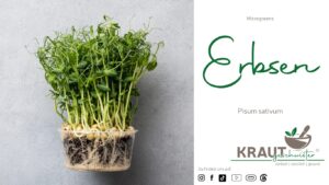 Microgreen-Portrait: Erbsen