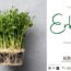 Microgreen-Portrait: Erbsen