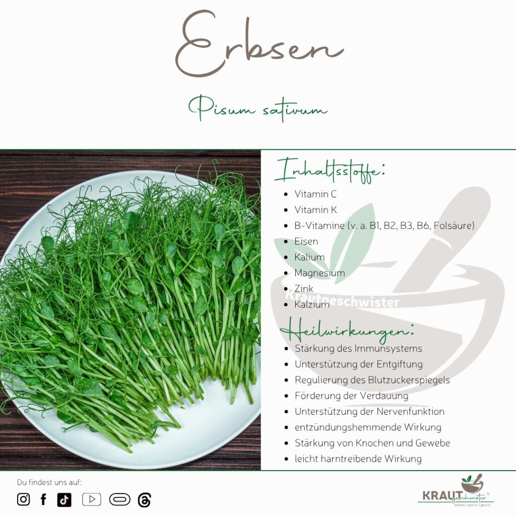Microgreen-Portrait: Erbsen