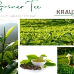 Grüner Tee – Heilpflanzenportrait