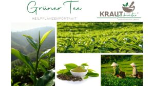 Grüner Tee – Heilpflanzenportrait