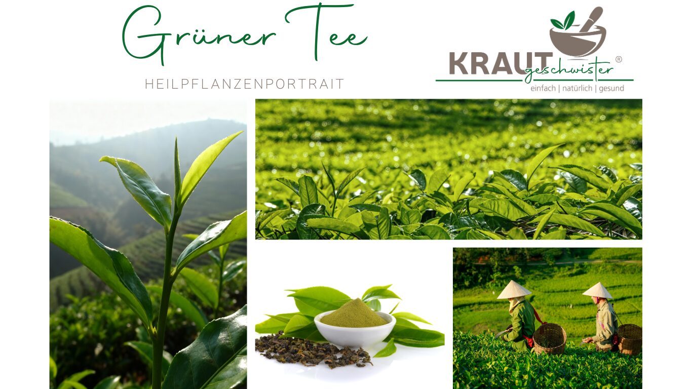 Grüner Tee – Heilpflanzenportrait