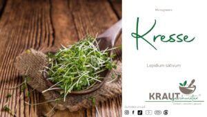 Microgreen-Portrait: Kresse