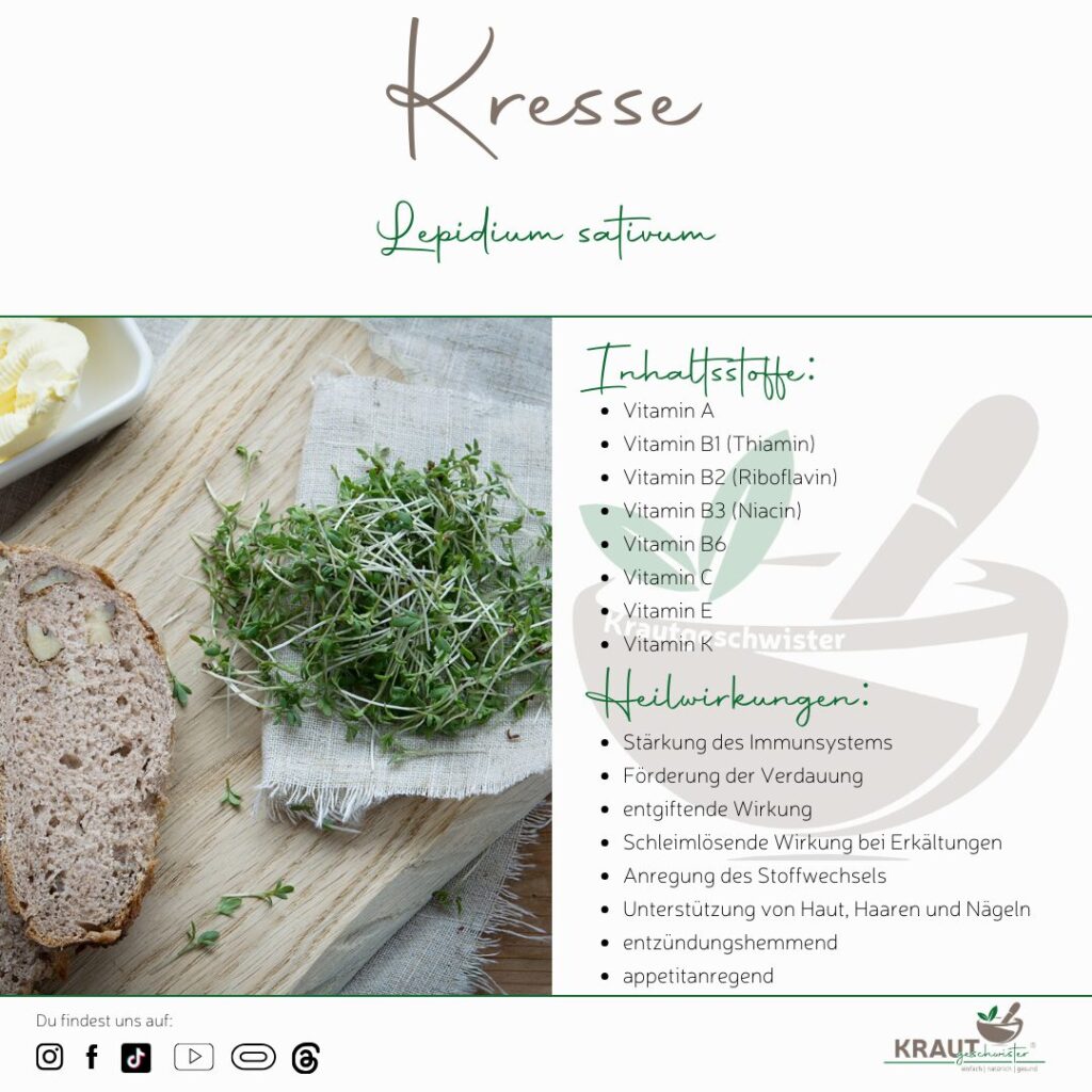 Microgreen-Portrait: Kresse