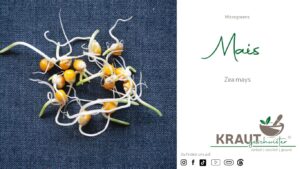 Microgreen-Portrait: Mais