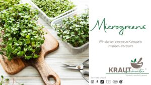 Microgreens: Kleine Kraftpakete für Deine Küche