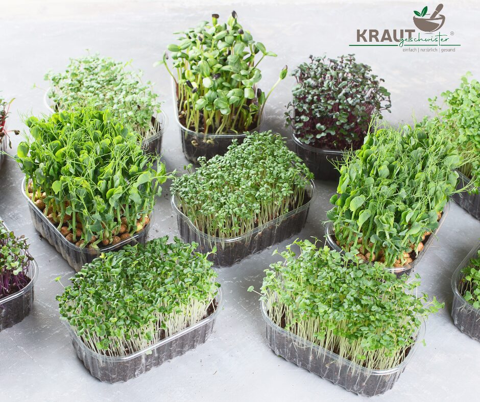 Microgreens: Kleine Kraftpakete für Deine Küche