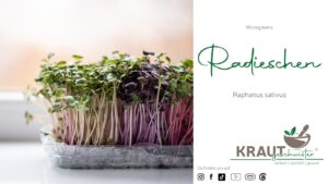 Microgreen-Portrait: Radieschen