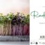 Microgreen-Portrait: Radieschen