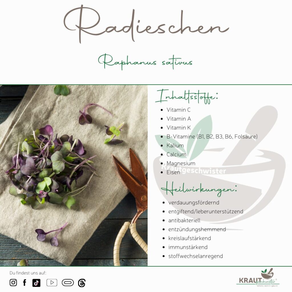 Microgreen-Portrait: Radieschen