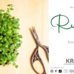 Microgreen-Portrait: Rucola