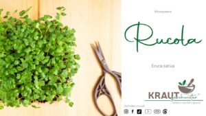 Microgreen-Portrait: Rucola
