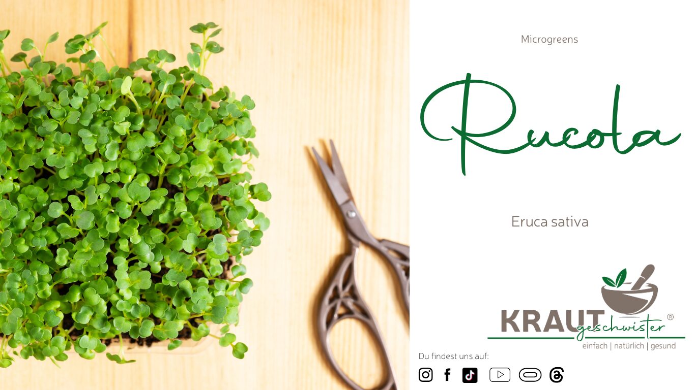 Microgreen-Portrait: Rucola