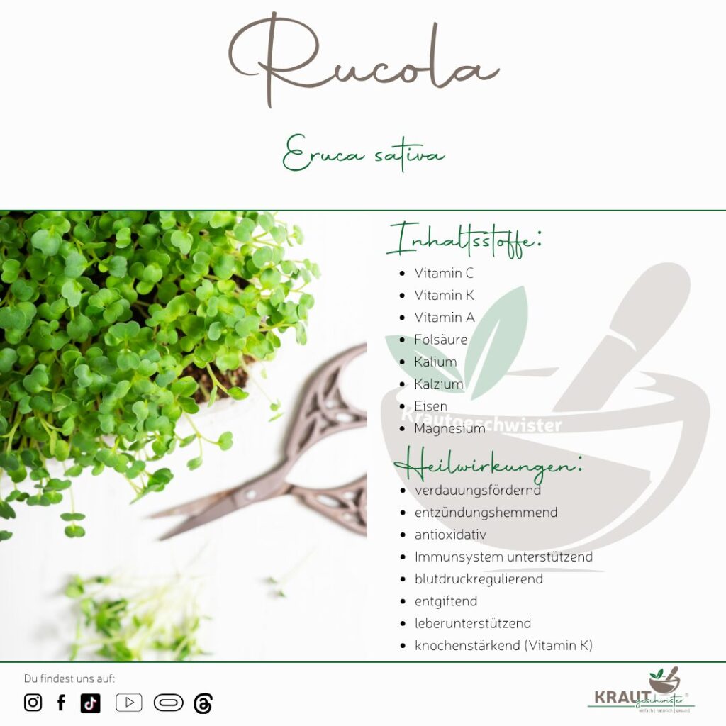 Microgreen-Portrait: Rucola