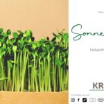 Microgreen-Portrait: Sonnenblume