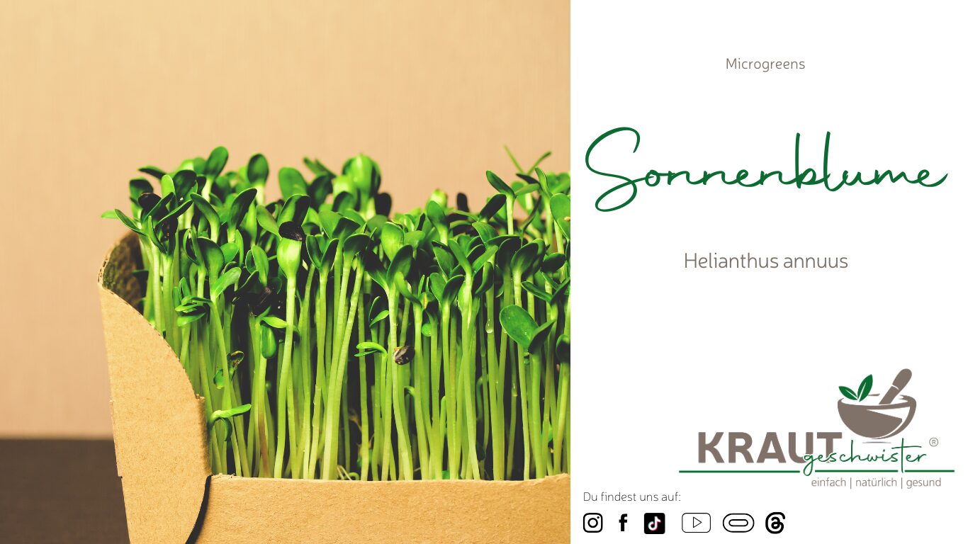Microgreen-Portrait: Sonnenblume