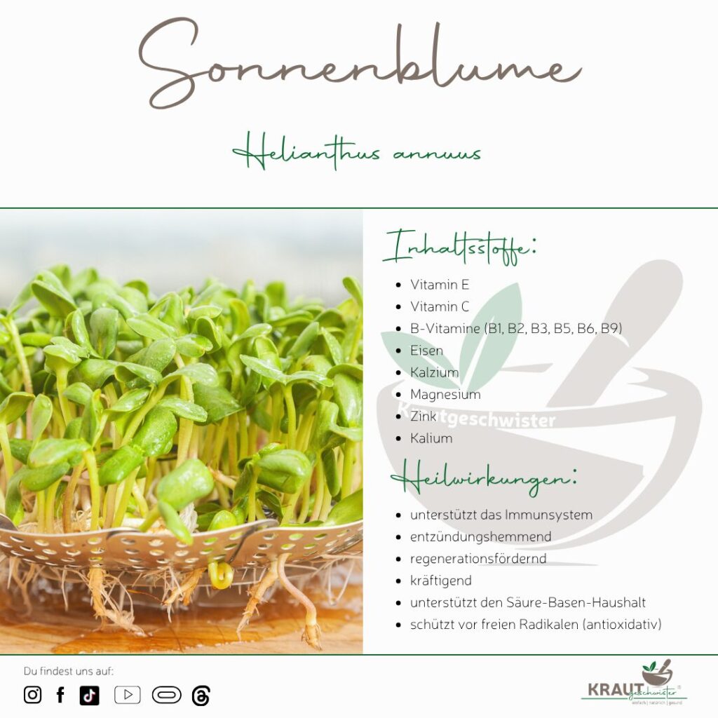 Microgreen-Portrait: Sonnenblume