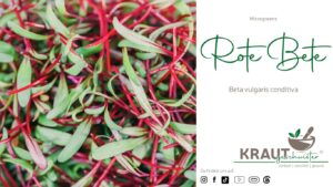 Microgreen-Portrait: rote Bete