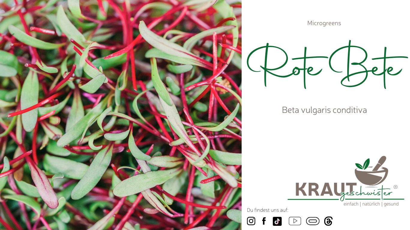 Mehr über den Artikel erfahren Microgreen-Portrait: rote Bete