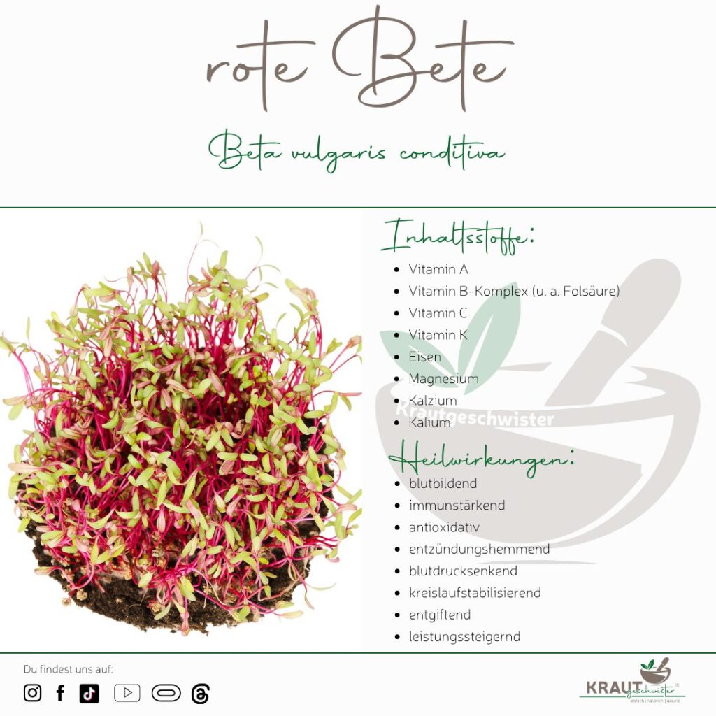 Microgreen-Portrait: rote Bete